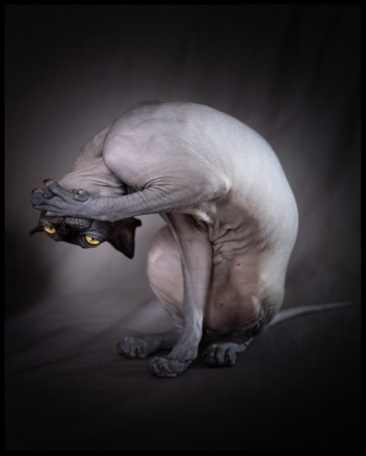 Cats