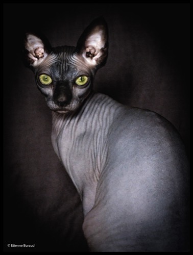 Cats #2, 2021