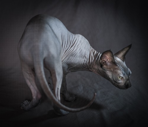 Cats #3, 2021