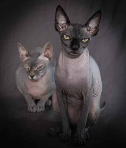 Cats #5, 2021