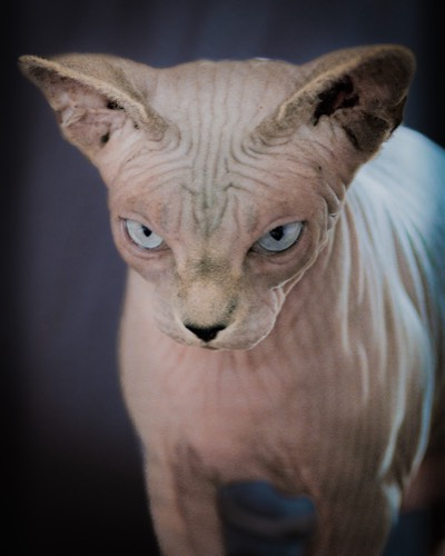 Cats #7, 2021