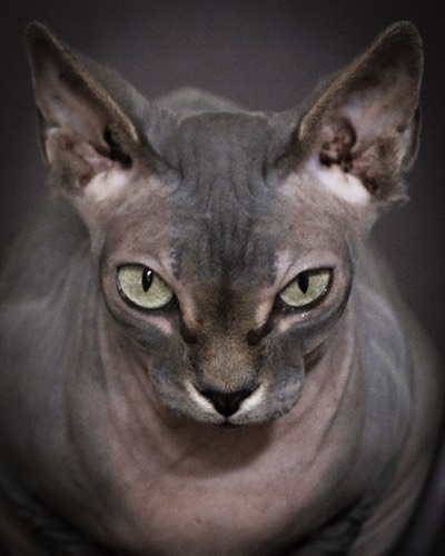 Cats #8, 2021