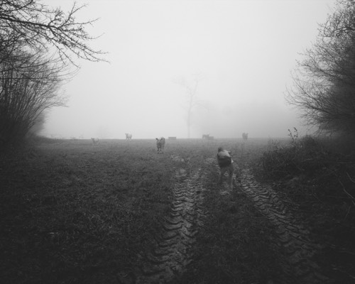 Le photographe #3, 2016